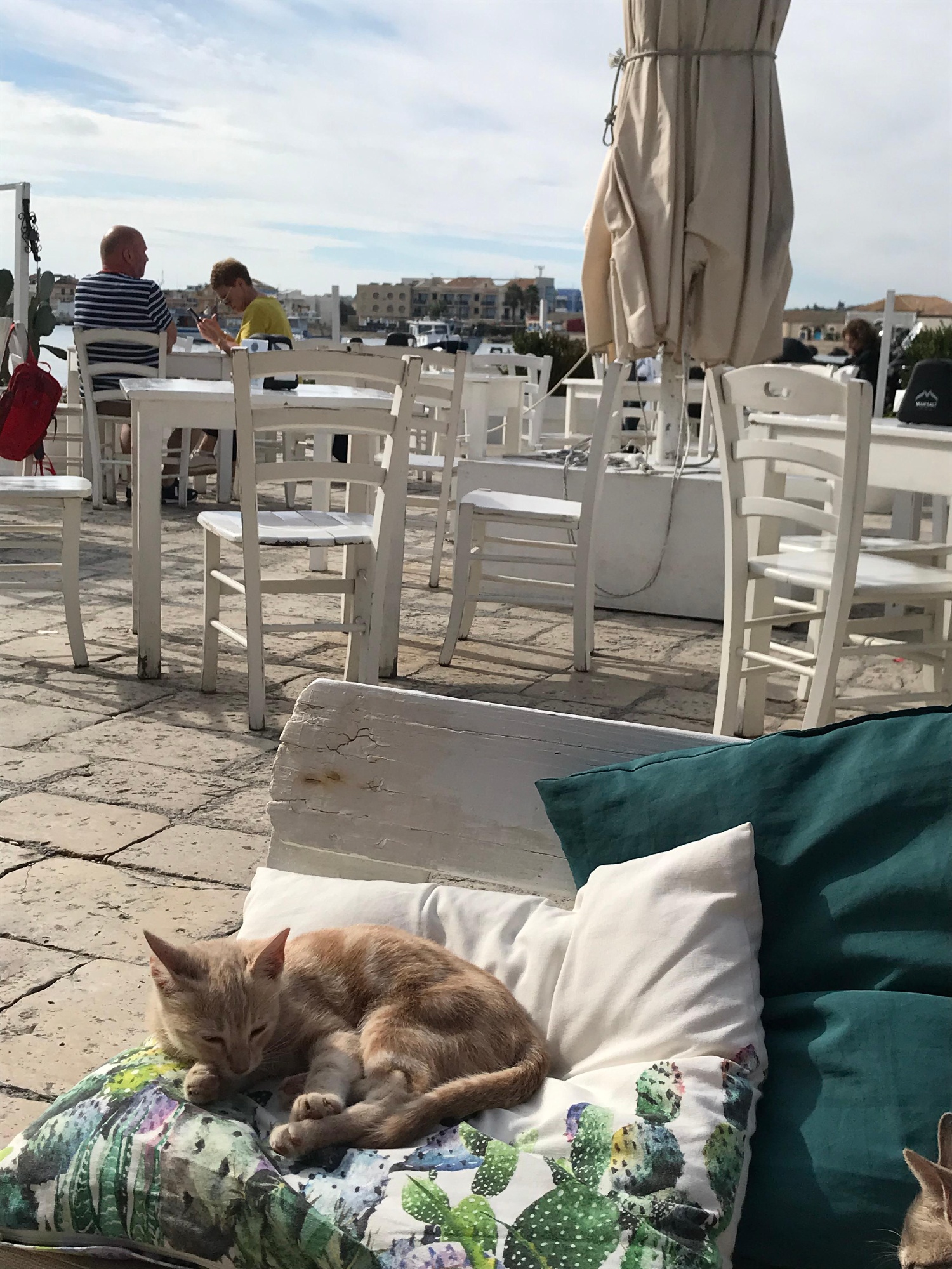 Sicily cycling tour cat napping in chair