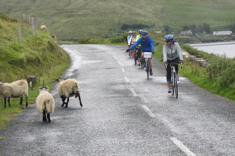 cyclist on an Ireland country road with sheep