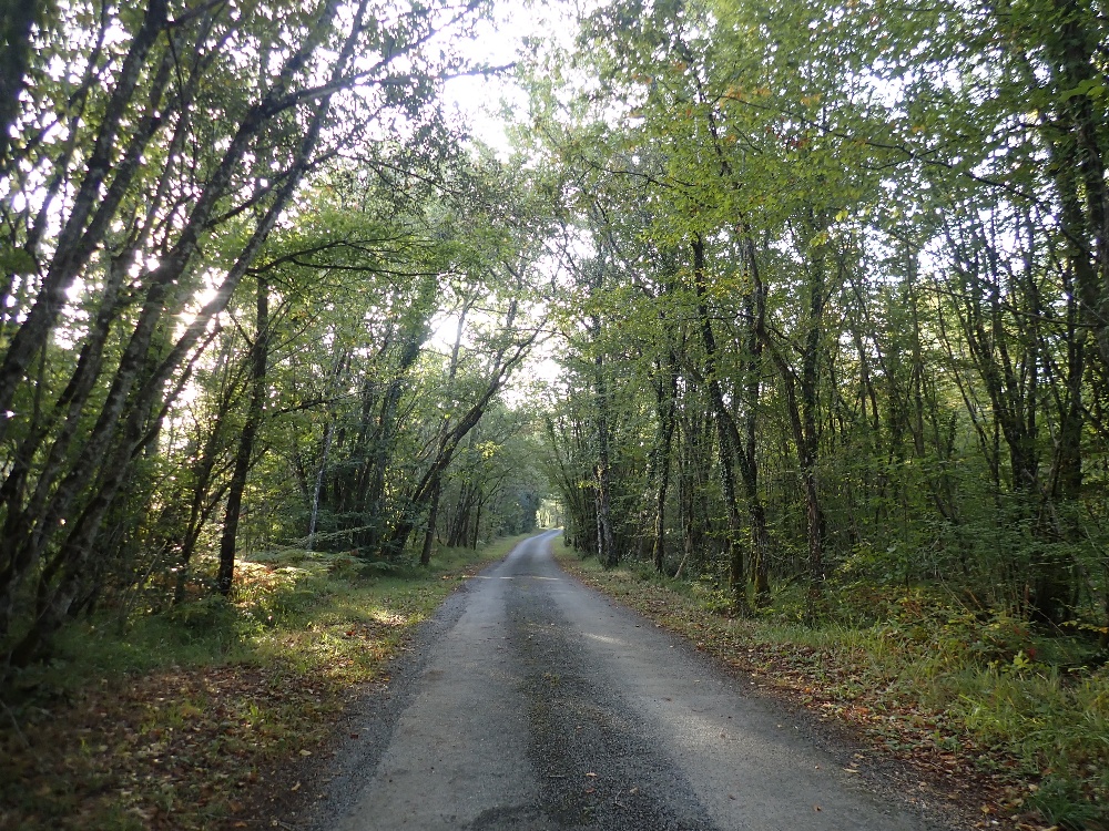 wooded country road